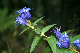 9899-Gentiane_Asclepiade