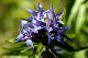 9906-Gentiane_Asclepiade