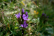 9963-Gentiane_champ+¬tre