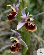 l'ophrys bourdon
