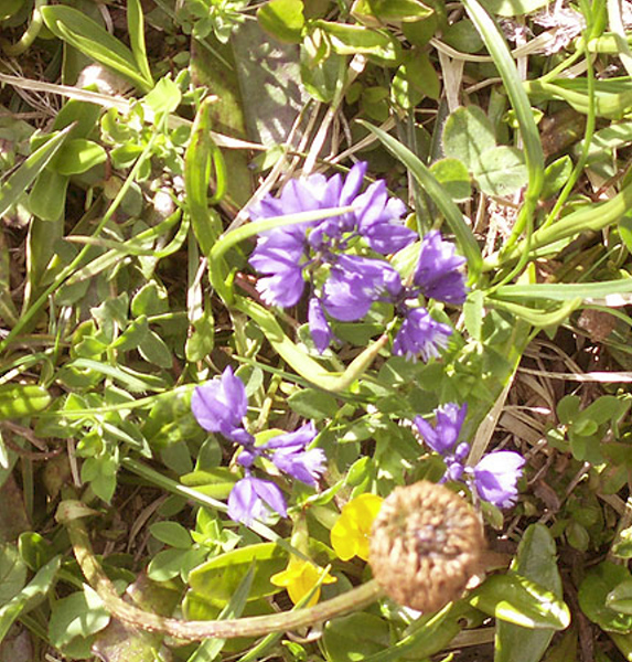 Fleur alpine
