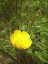 114_trolle