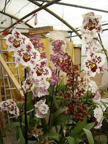 des orchides
