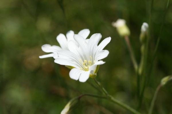 5690-Céraiste suffrutescent