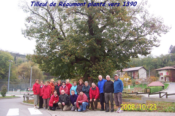 108_le groupe devant un arbre remarquable de France  le tilleul de Réaumont planté vers 1390  !