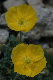 5968-Pavot