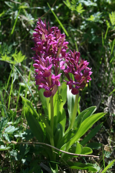 5641-Orchis