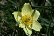 5596-Pulsatille souffr+®e