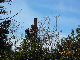 KIF_3455