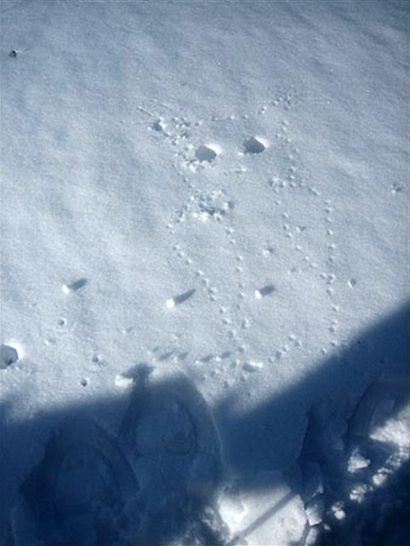 111_hibou dessiné dans la neige par Chantal