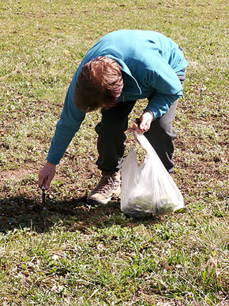 127_Germaine trouve des pissenlits