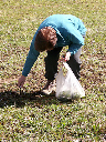 127_Germaine trouve des pissenlits