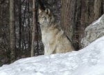 Groupe national loup, fvrier 2007